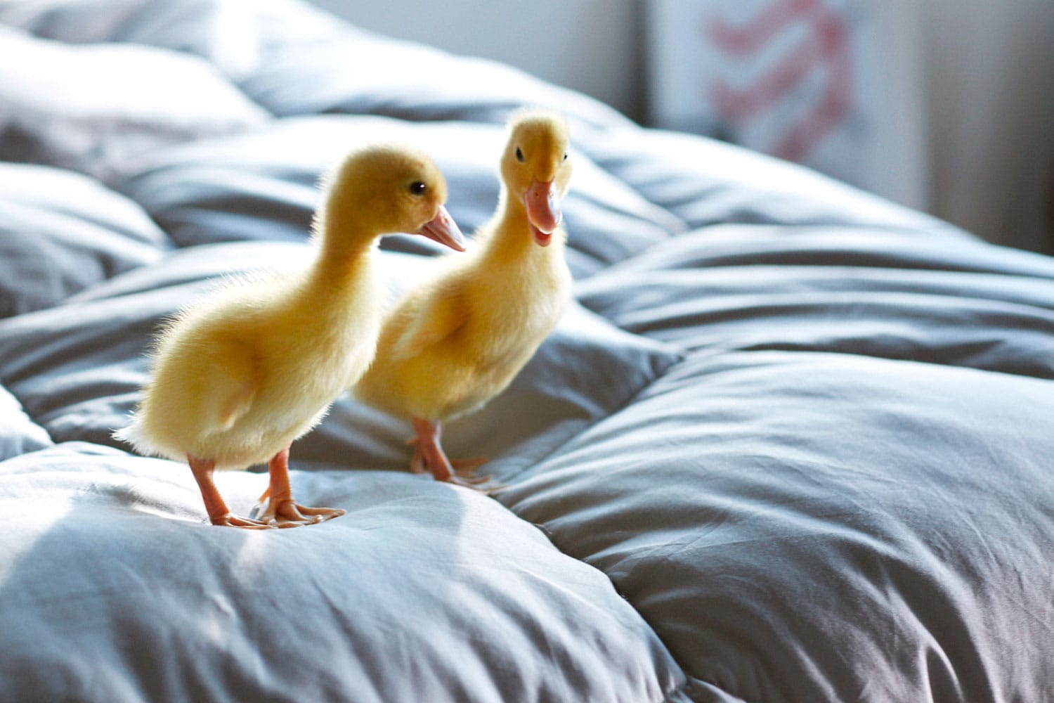 Is down alternative better than down