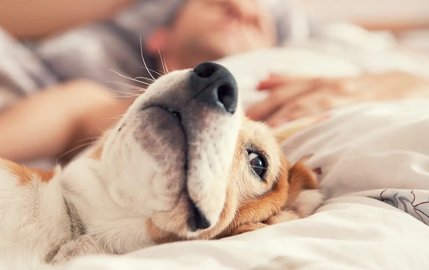 Allergies at Night: 6 Tips and Tricks for Nighttime Allergy Relief