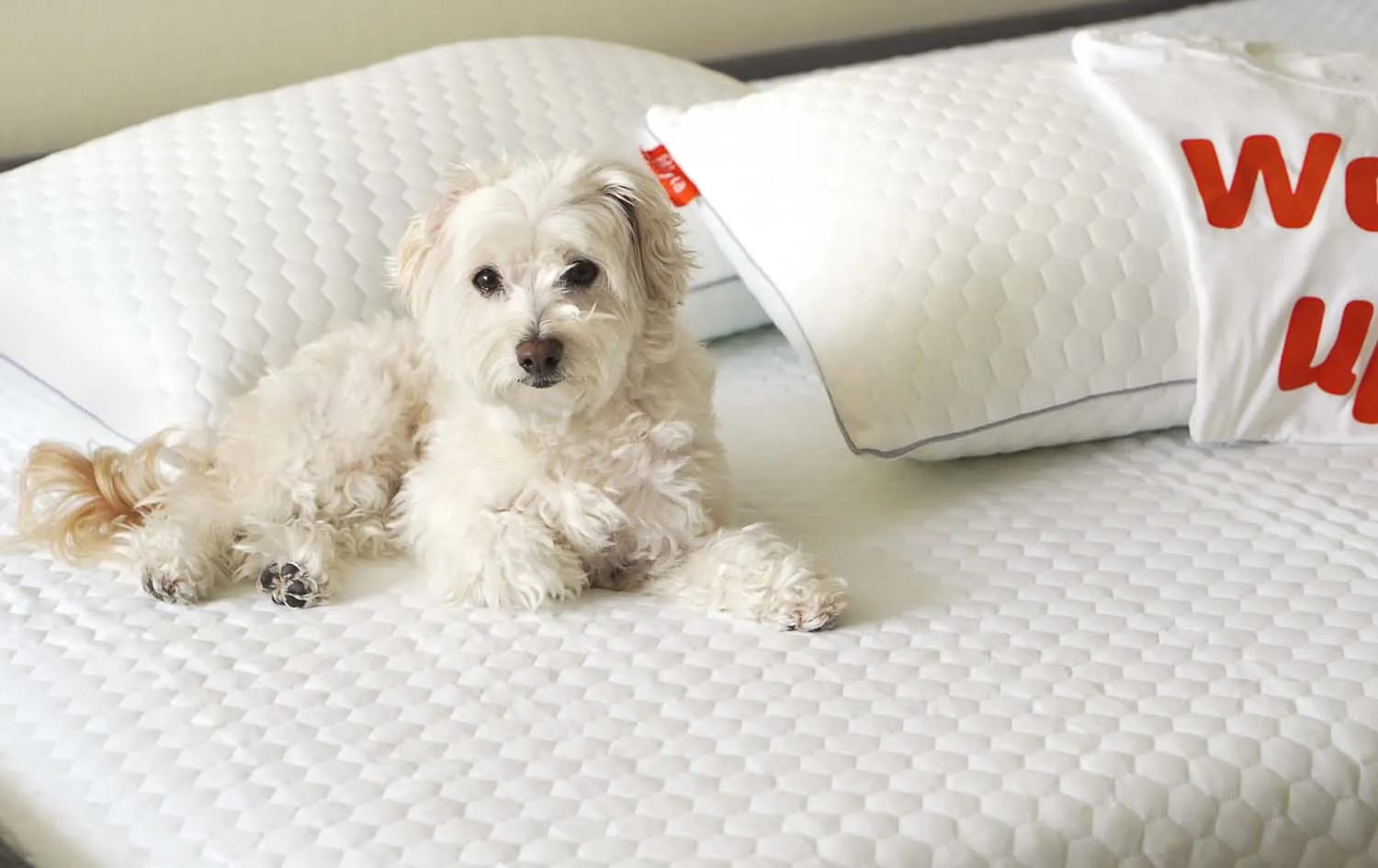 How to Prevent Nighttime Allergies