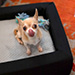 Layla Comfortable Pet Bed