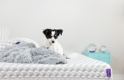 Layla Mattress dog on a bed