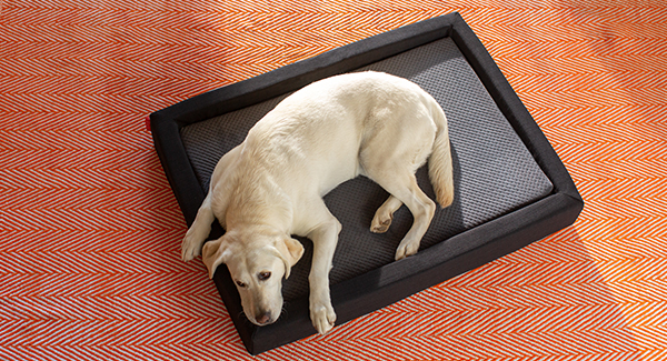 Layla® Pet Bed - Small Size - 2 in 1 Beds - Flippable Firmness - Durable & Machine Washable