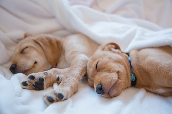 Should Your Dog Sleep in Your Bed? Pros and Cons | Layla Sleep