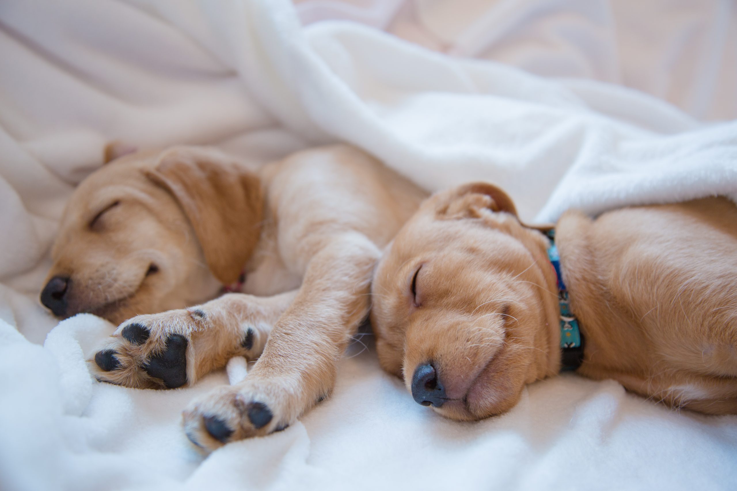 Sleeping in Bed: Potential Dangers to Your Dog