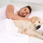 The Pros and Cons of Your Dog Sleeping in Your Bed
