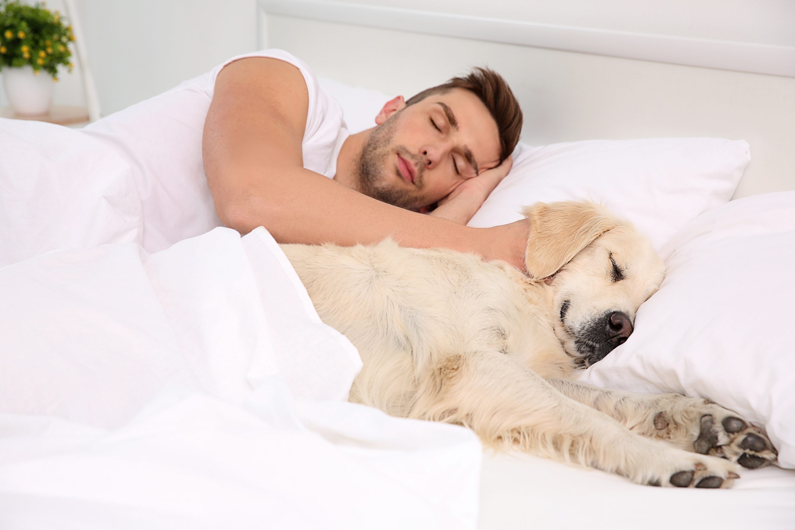 The Pros And Cons Of Your Dog Sleeping In Your Bed Layla Mattress