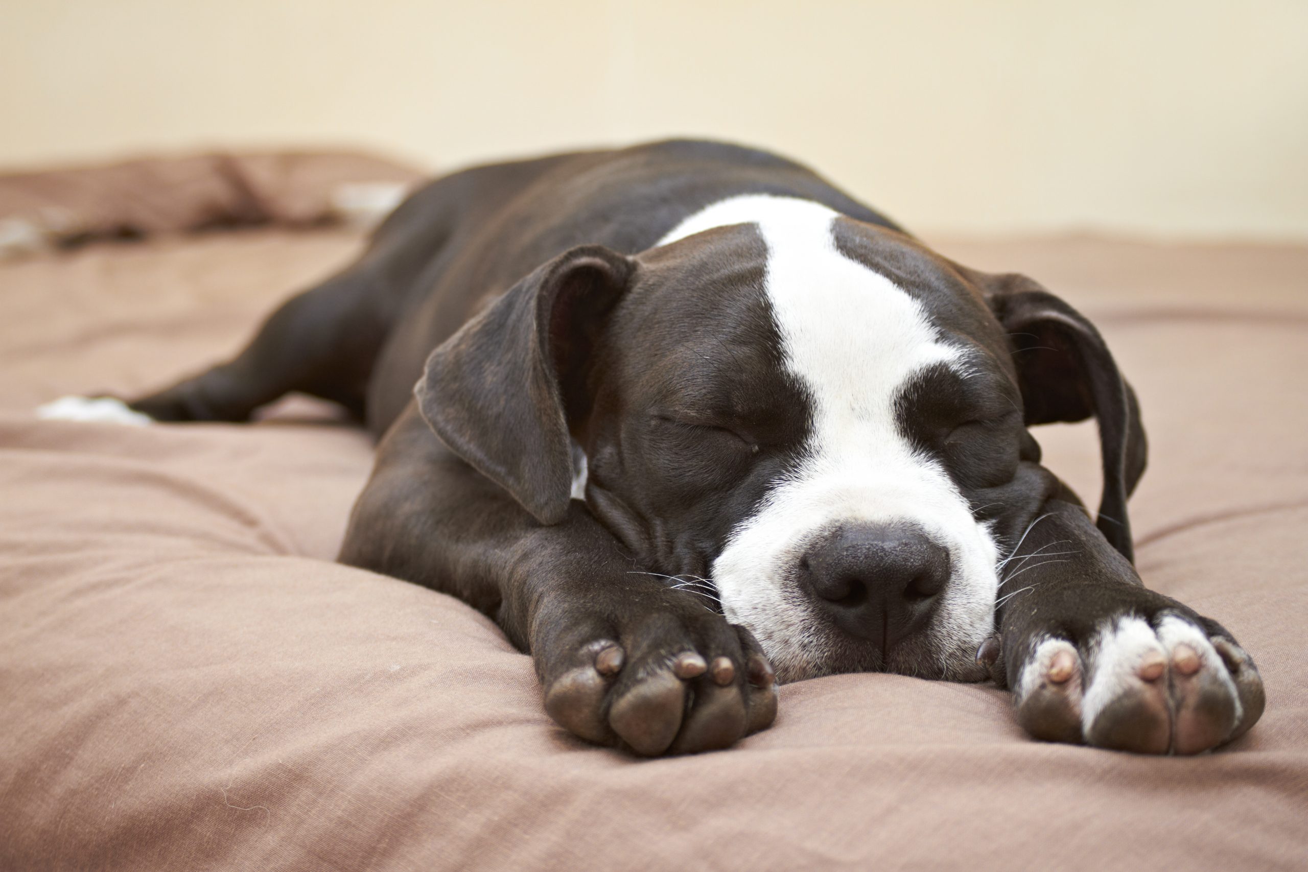 The Pros & Cons of Letting Your Dog Sleep in Bed with You