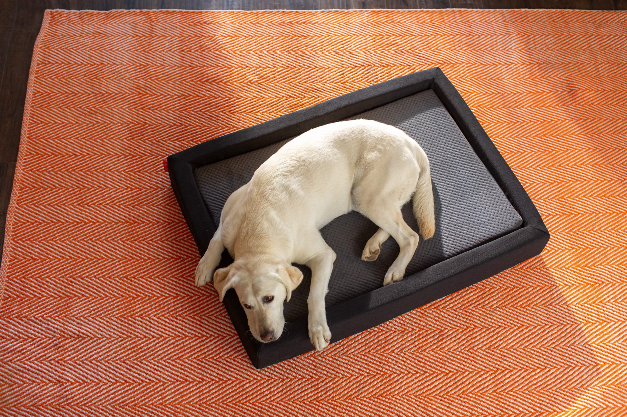 Should Dogs Sleep in Your Bed Layla Sleep