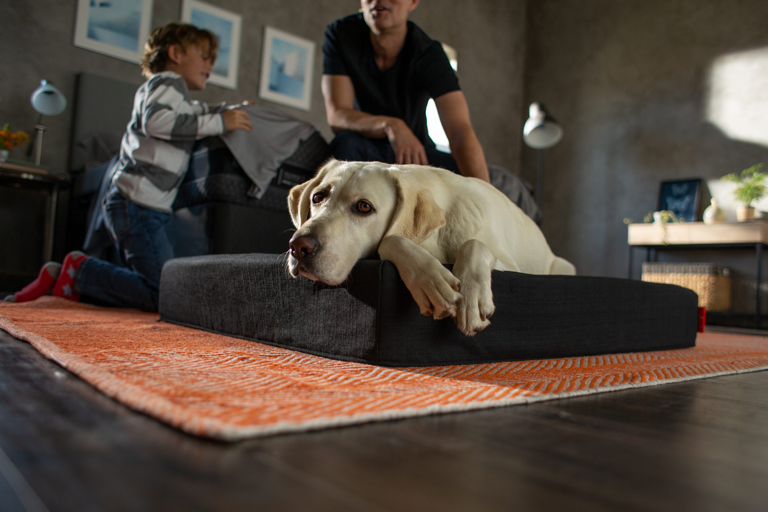 The Compromise: The Layla Memory Foam Pet Bed