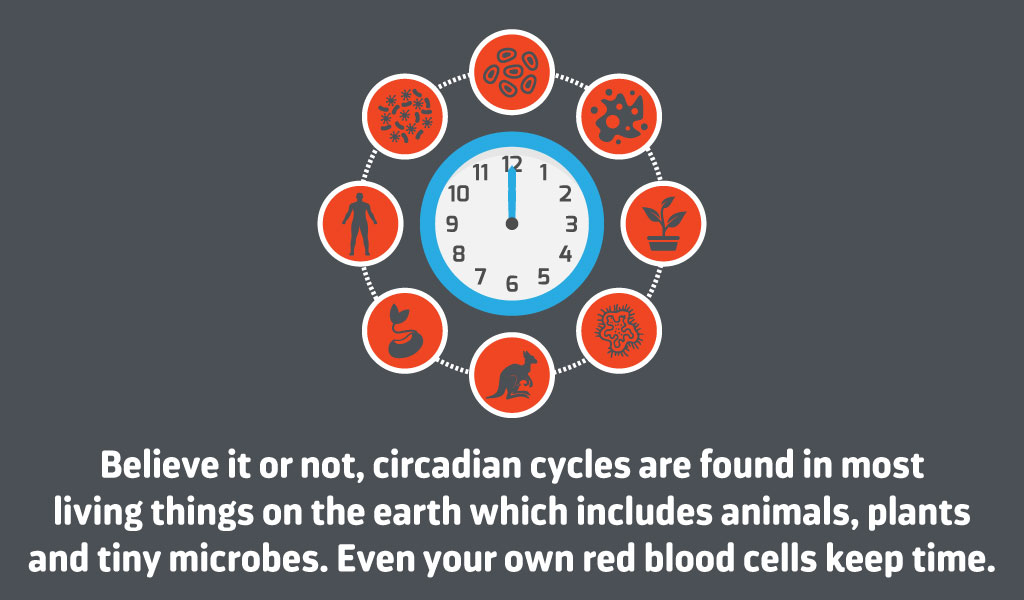 How does shift work affect circadian rhythms?