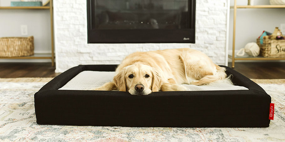 How to Find the Best Luxury Dog Beds