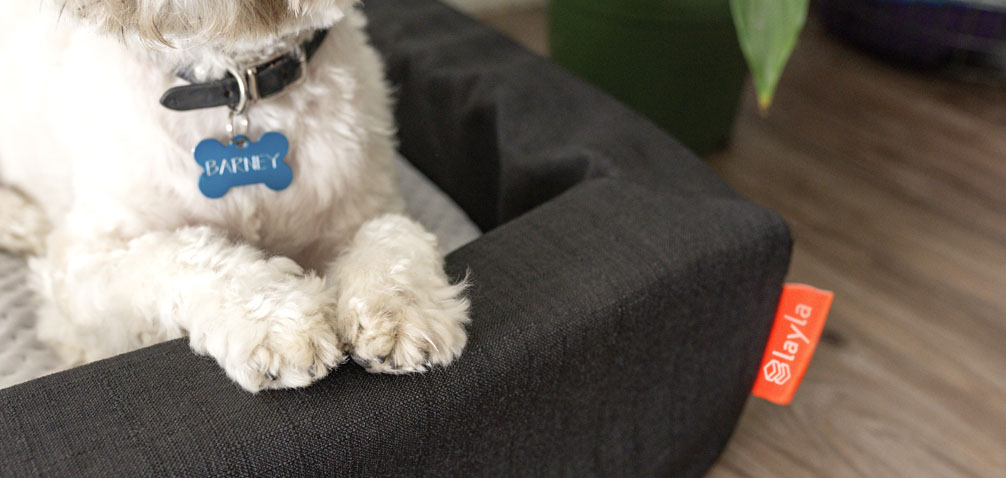 How to Choose the Best Washable Dog Bed